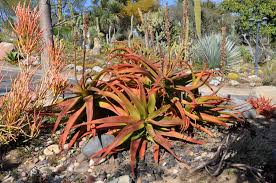 Image result for Aloe spicata