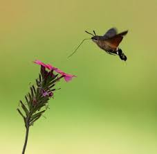 Wir freuen uns auf sie. Tierwelt Die Vielfalt Der Kolibris Bilder Fotos Welt