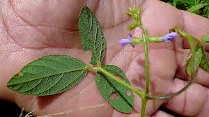 Image result for Calopogonium mucunoides