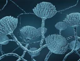 Image result for Mycotoxin