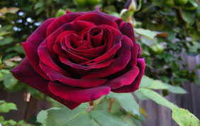 Check spelling or type a new query. Top 10 Amazing Most Fragrant Roses Storytimes
