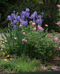 Iris Perennial Zones 3 9 Pla Rose Garden Design Planting Bulbs Plants