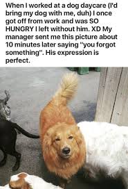 We Forget Things All The Time And We Usually Make Fun Of That And Forgive Others For Forgetting Anyways There A Funny Animal Memes Funny Animals Animal Jokes