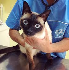 Siamese cats deserve names that are unique to the breed because of their distinctive appearance and personalities! Girl Kitten Names With Blue Eyes Gallery