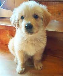 Fluffy Golden Puppy Golden Puppies Cute Dogs Images Golden Retriever