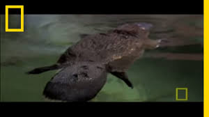 4 minutes of platypus playtime. Platypus Parts National Geographic Youtube