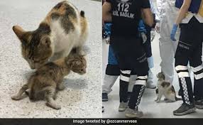 Large collections of hd transparent cat and kitten png images for free download. Stray Cat Brings Sick Kitten To Hospital Medics Rush To Their Aid