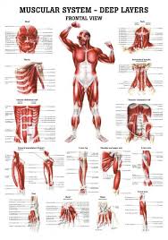 Today we'll be looking at the 10 largest muscles in the body and ranking them according to their average muscle mass. The Muscular System Deep Layers Front Anatomy Chart Anatomy Muscularsystem Muscle Anatomy Muscular System Massage Therapy