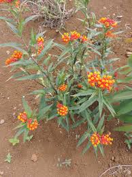 Image result for Asclepias curassavica