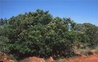 Image result for Acacia ataxacantha
