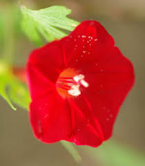 Image result for Ipomoea quamoclit