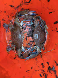 Image result for Crabbea nana