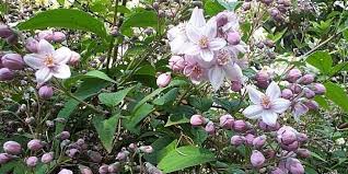 Image result for Deutzia x hybrida ′Mont Rose