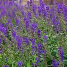 Photos Of Which I Am Proud Virginia Purple Flowers Oakwood Purple Wildflowers Purple Flowers Types Of Purple Flowers