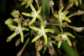 Image result for Cynanchum viminale