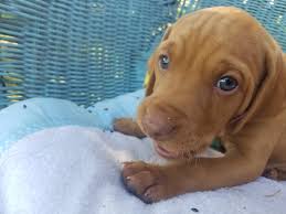 Find wirehaired vizsla puppies and breeders in your area and helpful wirehaired vizsla information. Westwind Texas Vizsla Puppies Home Facebook