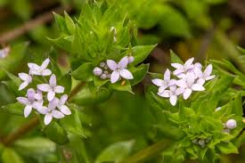 Image result for Sherardia arvensis