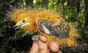 Baby Birds With Yellow Tail Feathers Mimicking A Caterpillar To Avoid Detection Bird Pet Birds Animals