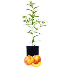 They need a sheltered position and young trees need protection from frost. Stone Fruit Salad Trees Australia Wide Delivery Peach Plum Nectarine Apricot And Peachcot