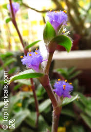 Image result for Cyanotis