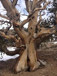Pin On Natural Tree Art