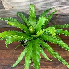Image result for Asplenium barteri