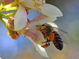 Learn its types, facts, importance, and pollination by birds (ornithophily): Flower Pollination Resource Guide Proflowers Blog