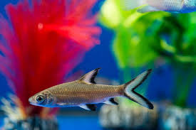 Maybe you would like to learn more about one of these? Freshwater Aquarium Sharks Types Care Guides Facts More With Pictures It S A Fish Thing