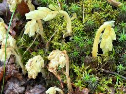 Image result for Thonningia