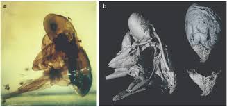 Image result for Anthericopsis