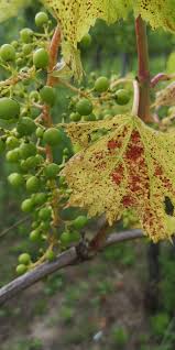 Image result for Pseudopeziza tracheiphila