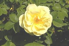 Sign in | recent site activity | report abuse | print page | powered by google sites | recent site activity | report abuse | print page | powered by google sites Midwest Gardening Rose Index
