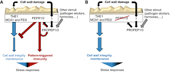 We did not find results for: The Plant Cell Wall Integrity Maintenance And Immune Signaling Systems Cooperate To Control Stress Responses In Arabidopsis Thaliana Science Signaling