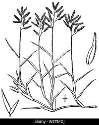 Image result for Eragrostis heteromera