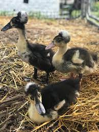 The magpie ducks are a long bodied birds, with a maximum body mass, ranging from five to six pounds (2.2 to 2.7 kg) and the female ducks have a body mass of 5.5. My Crested Magpie Ducklings During Their Second Adventure In The Duck Pen This Is My Favorite Picture Of Them So Far Duck