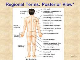 The anatomical snuff box or snuffbox or foveola radialis is a triangular deepening on the radial, dorsal aspect of the hand—at the level of the carpal bones, specifically, the scaphoid and trapezium bones forming the floor. The Human Body Anatomical Regions Directions And Body Cavities Ppt Video Online Download
