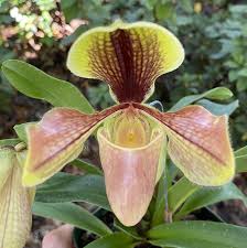 Image result for Paphiopedilum