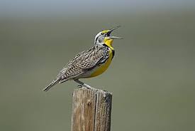 North Dakota State Bird Submited Images Pic2fly State Birds Kansas State Bird Bird