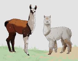 When the labio majora has its back to the wall created by pants that are too tight. Alpaca Bellepaga