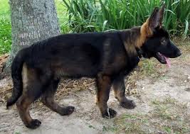 The rare tri color sable male is 105 lbs the black and silver 115 at 10 months old. Sable German Shepherd Puppies For Sale Online