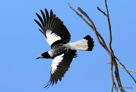 Australian Black Bird With White Wing Tips Australian Magpie Gymnorhina Tibicen A Female Leaving Its Perch The Internet Bird Collection Hbw Alive Magpie Art Australian Birds Animals