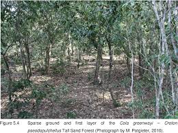 Image result for Cola greenwayi