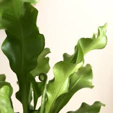 Birds Nest Fern Cats 10 Best Non Toxic Houseplants That Are Safe For Children Cats Dogs My Tasteful Space Plants Safe House Plants House Plants