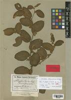 Image result for Ziziphus abyssinica