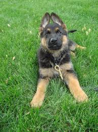 6 week old german shepherd short hair. Boss German Shepard At 6 Weeks Old Gsd Puppies Puppies German Shepherd Puppies