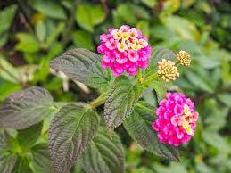 7 Stunning Types Of Lantana Flowers Pictures Included Trees Com Lantana Plant Types Of Flowers Annual Bedding Plants