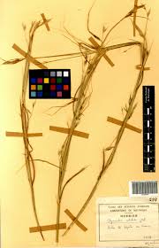 Image result for Elymandra