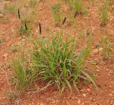 Image result for Cenchrus trisetus