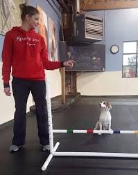 Maybe you would like to learn more about one of these? Dog Training West Loop Chicago K9 University Chicago