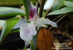 Image result for Sarcophrynium brachystachyum